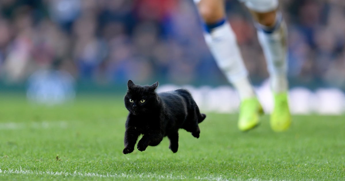 ピッチに颯爽と現れた黒猫 キレッキレの動きに 彼と契約しろ の大合唱 ハフポスト ピッチに颯爽と現れた黒猫 キレッキレの動きに 彼と契約しろ の大合唱 ハフポスト
