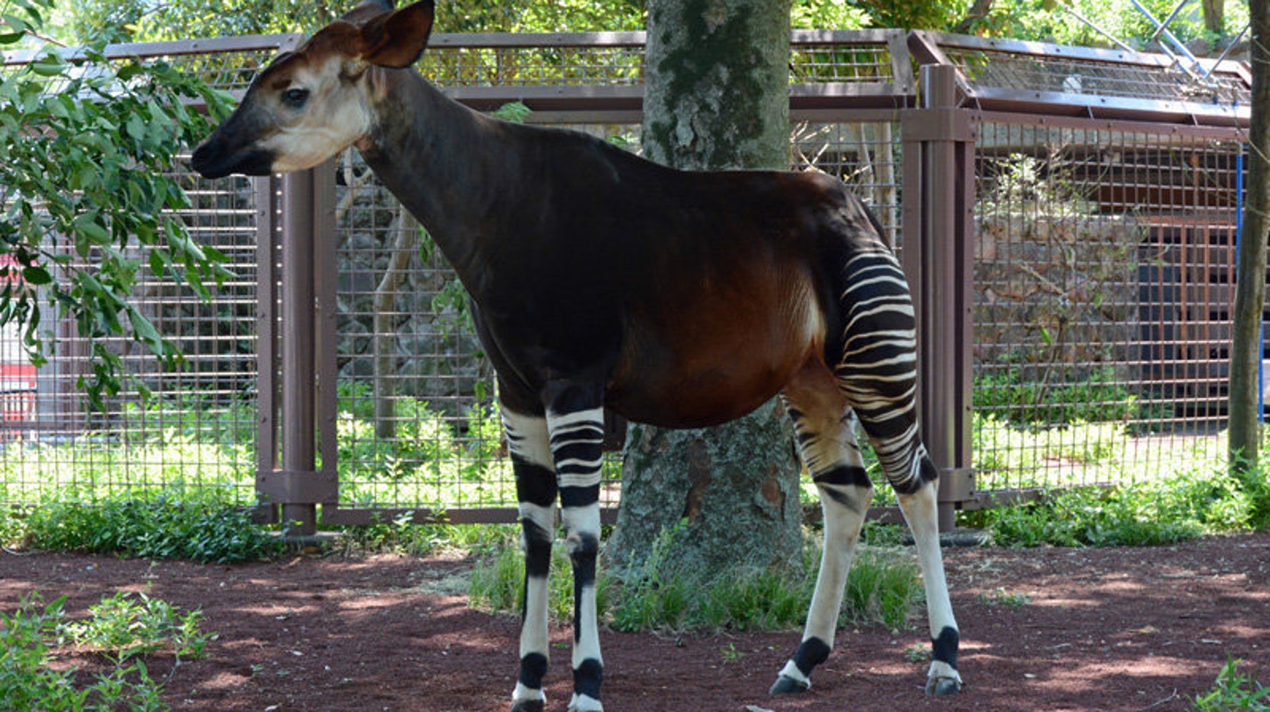 上野動物園のオカピ カセンイ が天国に 国内最高齢 彼女が歩んだ24年間 ハフポスト News