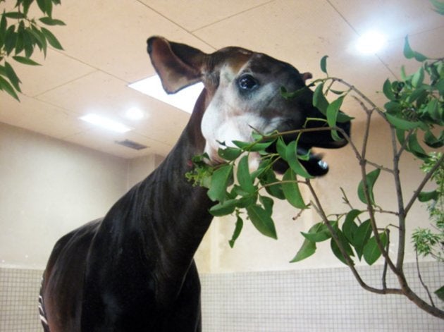 上野動物園のオカピ カセンイ が天国に 国内最高齢 彼女が歩んだ24年間 ハフポスト