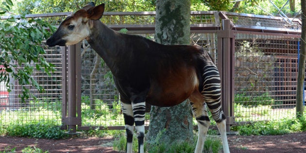 上野動物園のオカピ カセンイ が天国に 国内最高齢 彼女が歩んだ24年間 ハフポスト