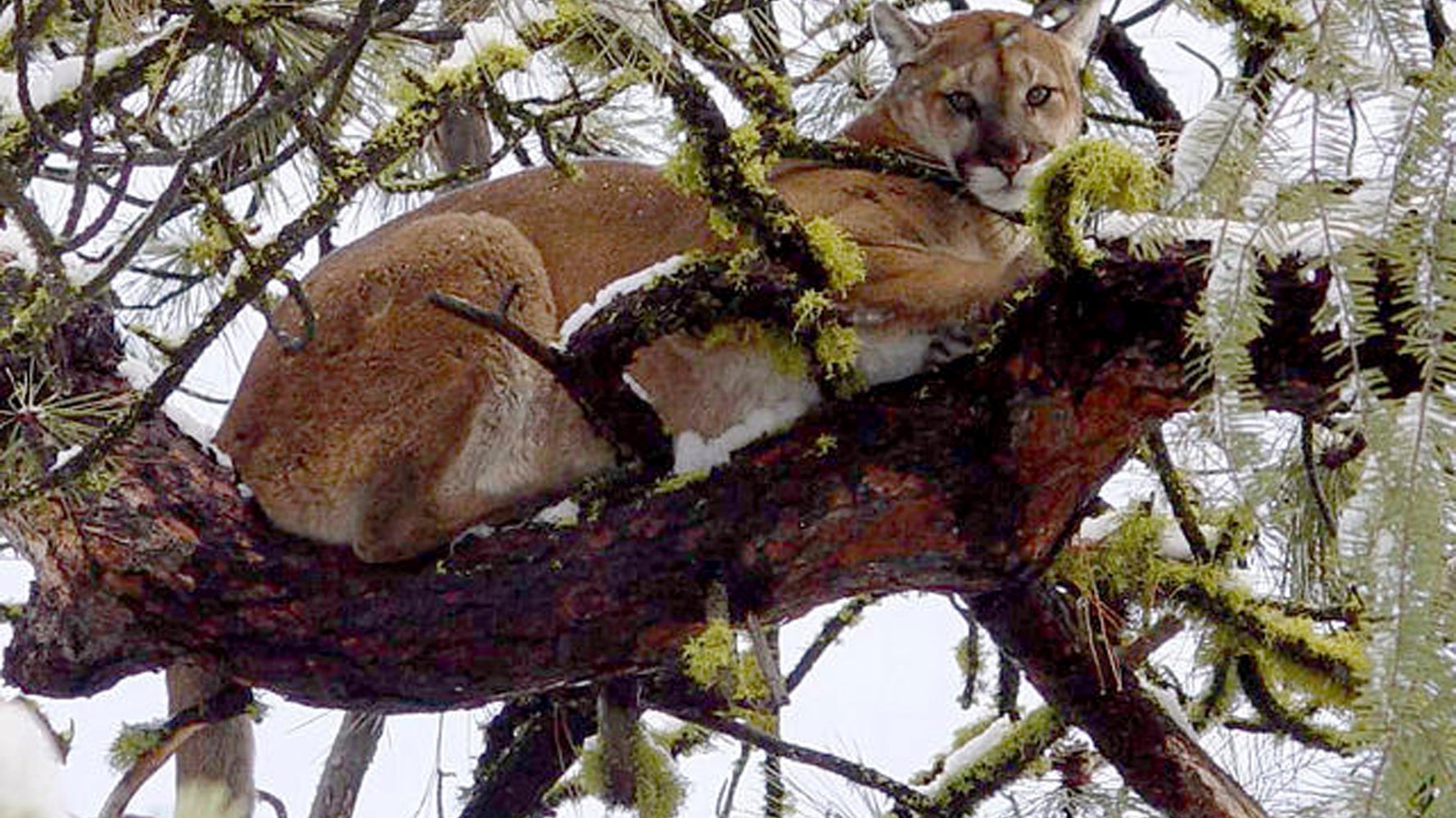 野生のピューマに襲われた男性が素手で撃退 コロラド州の自然公園でバトル ハフポスト