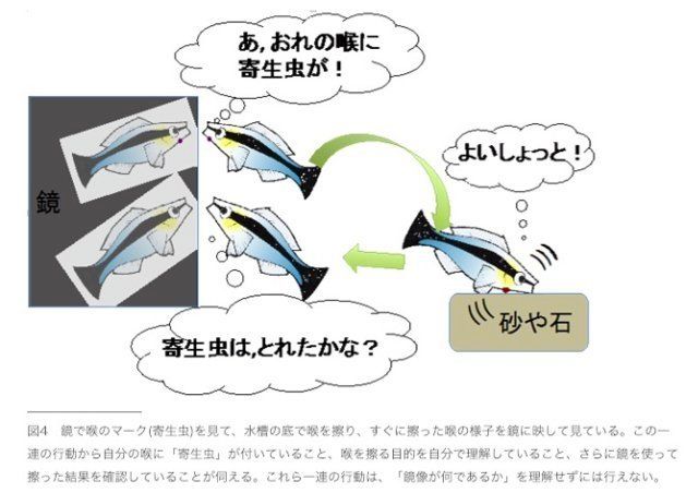 世界初 鏡に映る姿は自分 魚も認識 大阪市立大とドイツの研究チームが発見 ハフポスト