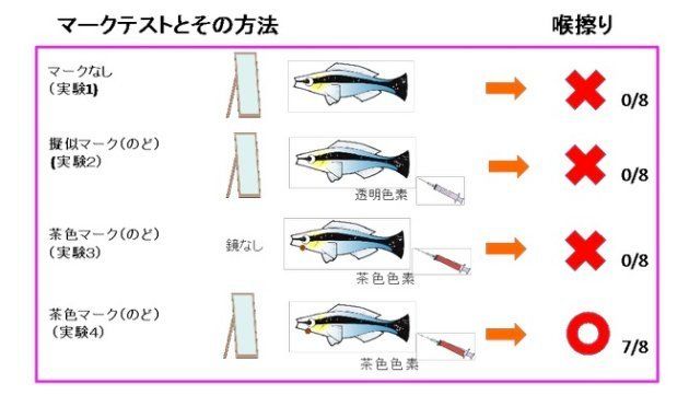 世界初 鏡に映る姿は自分 魚も認識 大阪市立大とドイツの研究チームが発見 ハフポスト