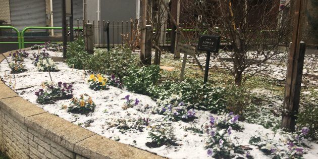 東京都千代田区の公園の花壇に積もった雪