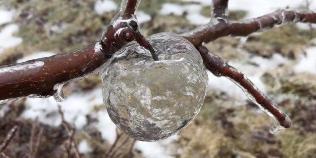 ゴーストアップルとは 氷が混ざった冷たい雨で 幽霊みたいな 新種のりんご ができちゃった ハフポスト