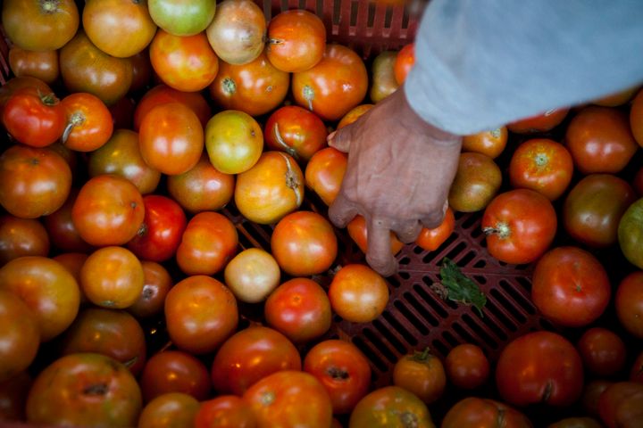 A farmworker packs boxes full of tomatoes in Escondido, California.