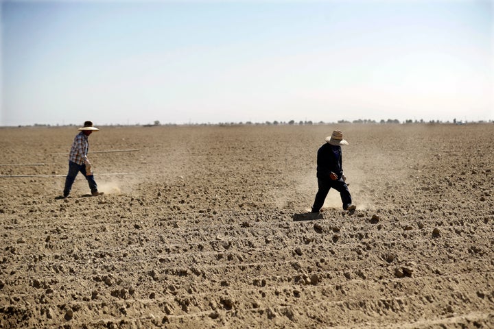 Farmworkers in Huron, California, lay down irrigation pipes for the upcoming lettuce harvest.