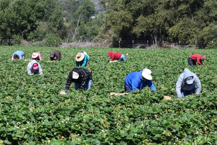 Farmworkers pick and package strawberries in Salinas, California.