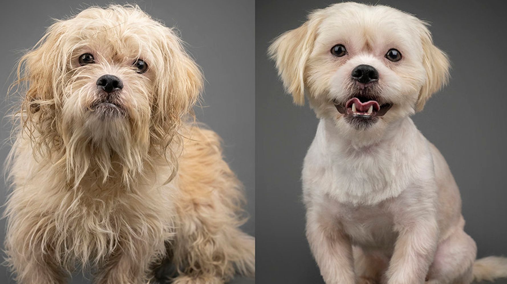 These Before And After Photos Of Rescued Dogs Show The Power Of A