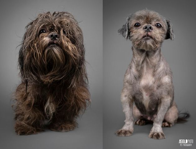 These Before And After Photos Of Rescued Dogs Show The Power Of A