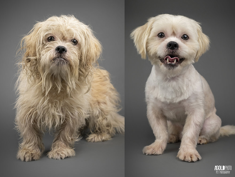 havanese with short hair cut