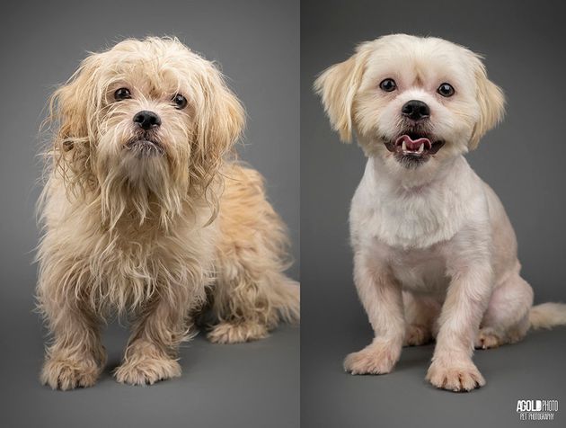 These Before And After Photos Of Rescued Dogs Show The Power