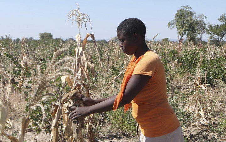 Mejury Tererai, 31, works in her maize field near Gokwe, Zimbabwe, May 20, 2015. Southern Africa has suffered one of its worst harvests in years due to a lack of rain, prompting concerns about food shortages.