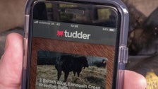 New Tinder-like App Helps Farmers Match Livestock For Love