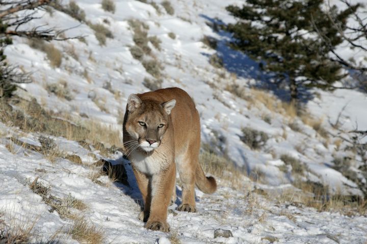 Kauffman was the 22nd person attacked by a mountain lion in Colorado since 1990, Parks and Wildlife said. Three of the attacks were fatal (file picture)