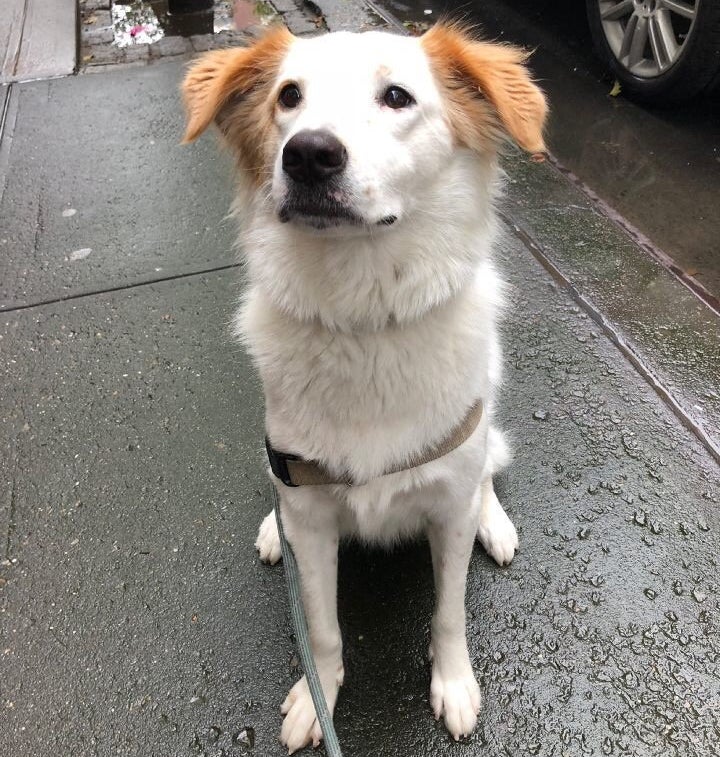 The author's dog Gussie. She's a cutie, but she poops a lot. She requires almost 30 plastic poop bags a week. 