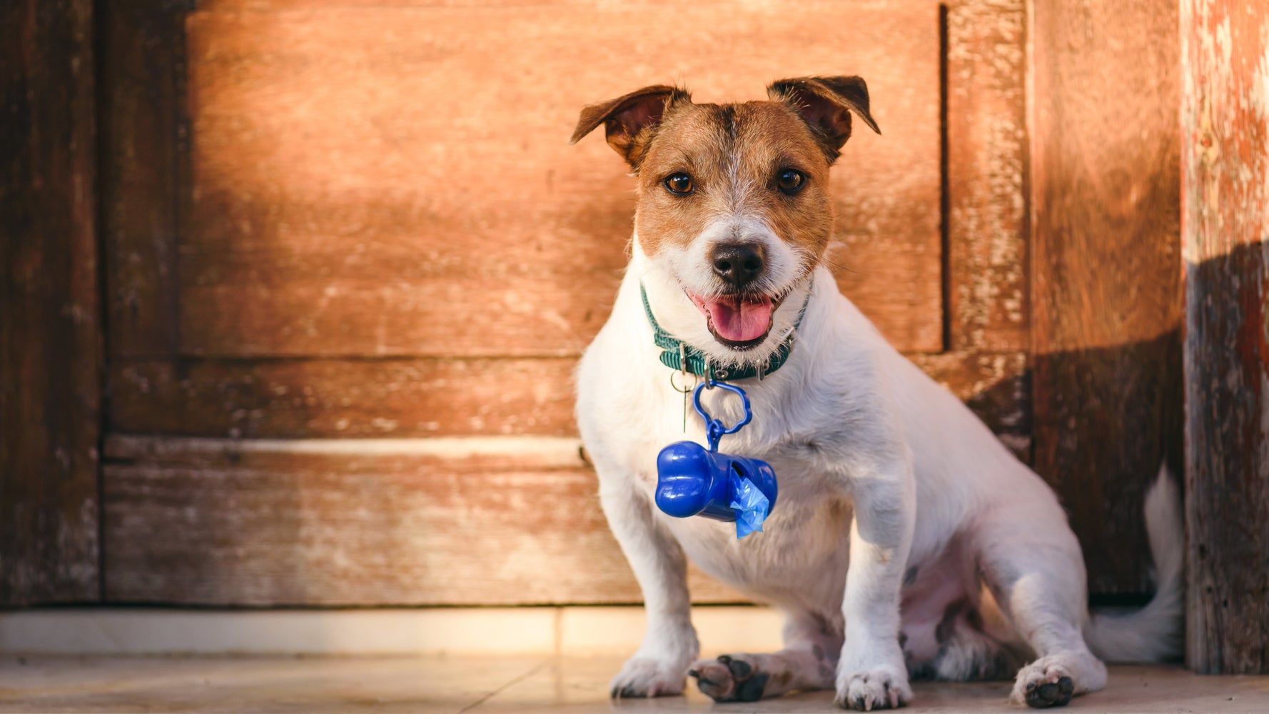 Why Do We Still Pick Up Dog Poop With Plastic Bags Huffpost