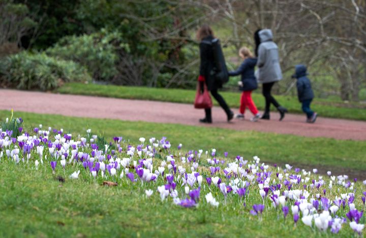 Crocus flowers in the Royal Botanic Garden, Edinburgh.