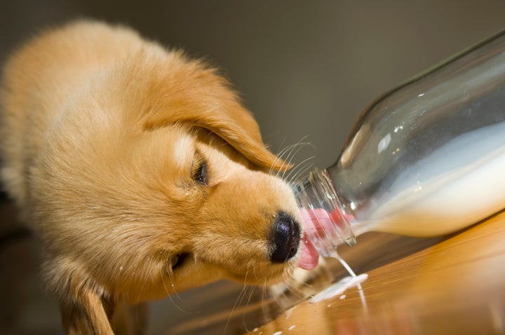 Leite não é recomendado para cães.