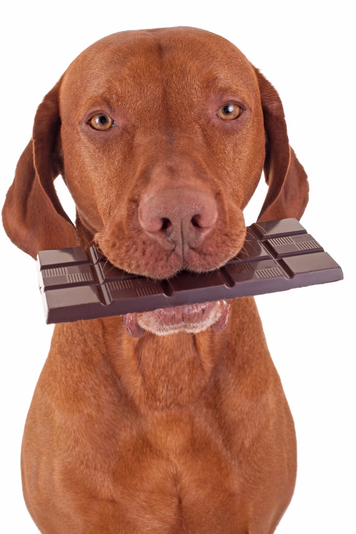 O chocolate é perigoso para os caninos.