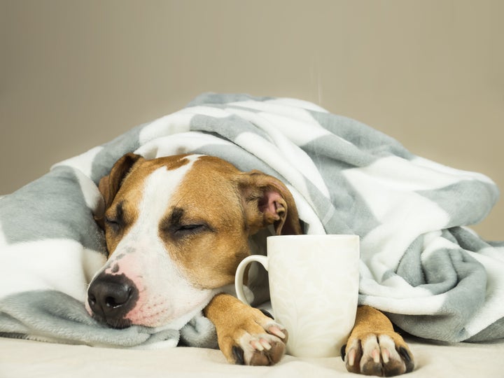 Café pode causar convulsões, vômitos e até a morte do cachorro.