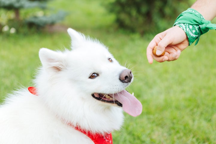 Nozes devem ser evitadas para os pets.