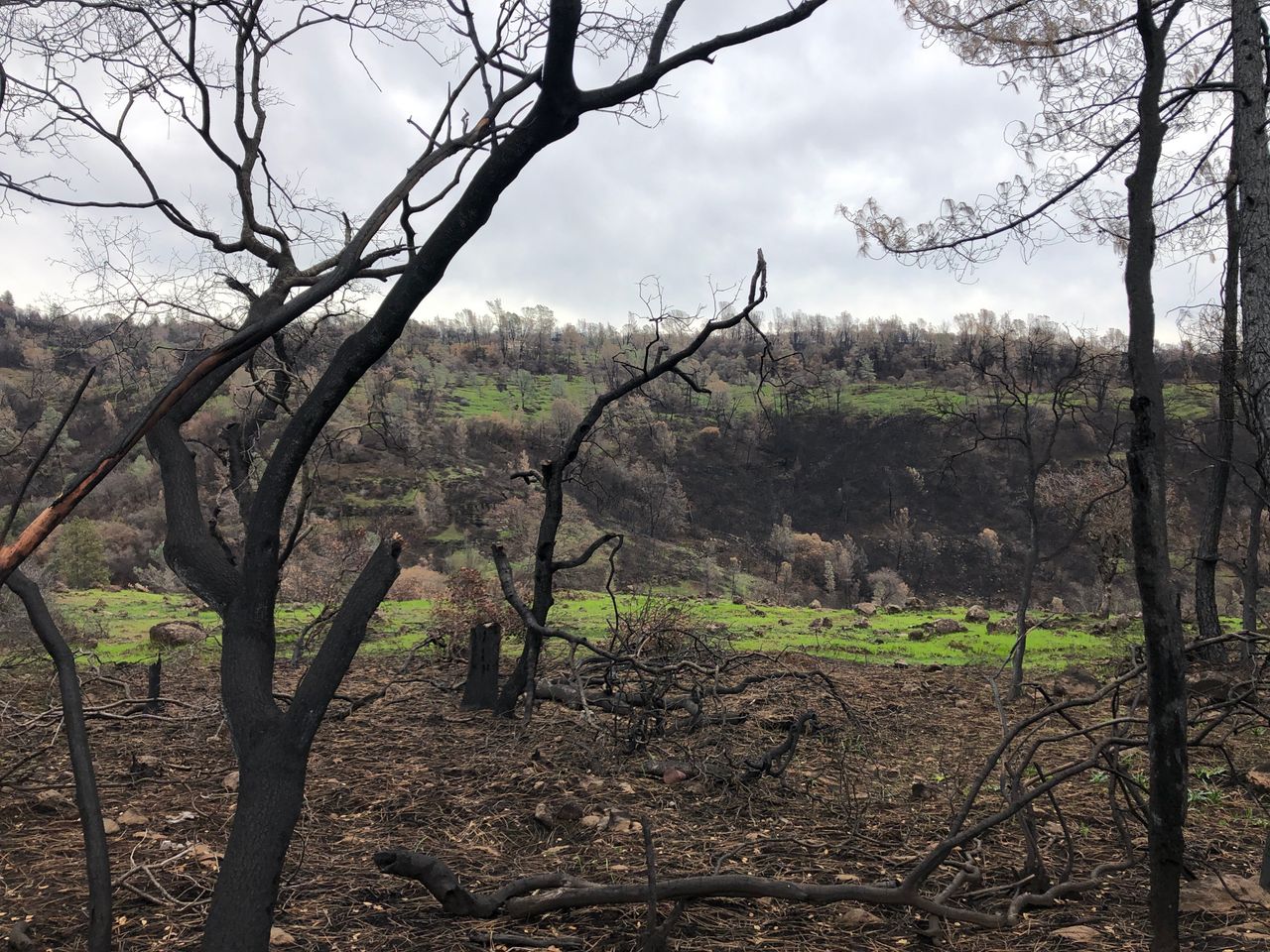 A ridge on the road out of Paradise, still charred from the Camp fire. — Feb. 12