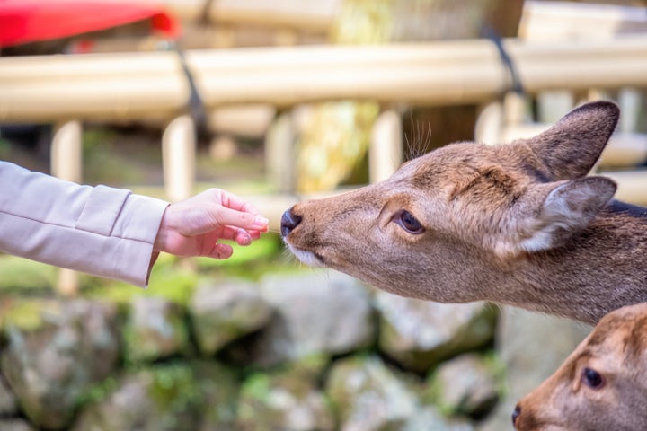 写真はシカにエサを与えるイメージ