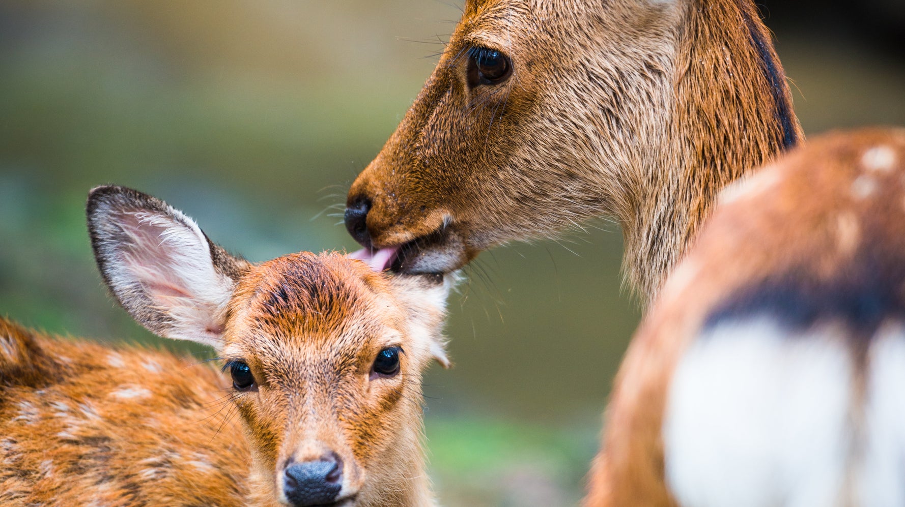 奈良公園 シカとの写真撮影は危険かも 外国人中心にケガが増加中 ハフポスト News 奈良公園 シカとの写真撮影は危険かも 外国人中心にケガが増加中 ハフポスト News