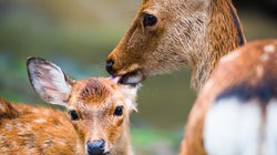 奈良公園、シカとの写真撮影は危険かも　外国人中心にケガが増加中