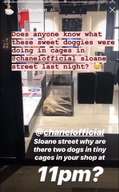 Chanel Accused Of Animal Cruelty After Pictures Emerge Of Caged Dogs In  London Store | HuffPost UK News