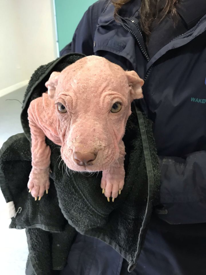 Winky and her two siblings suffer from a rare skin condition