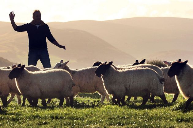 The NFU warned that a no-deal Brexit would be 'the stuff of nightmares' for UK farmers