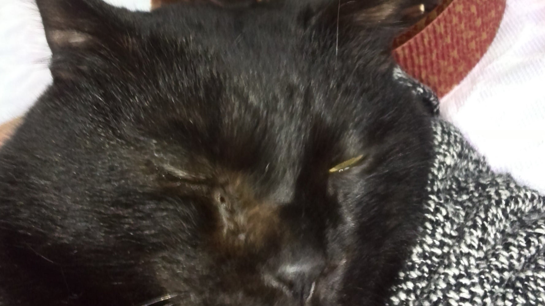 猫の写真へたくそ選手権 がブサイクすぎて可愛すぎる スマホが起こした奇跡の一枚をご覧あれ ハフポスト News 猫の写真へたくそ選手権 がブサイクすぎて可愛すぎる スマホが起こした奇跡の一枚をご覧あれ ハフポスト News