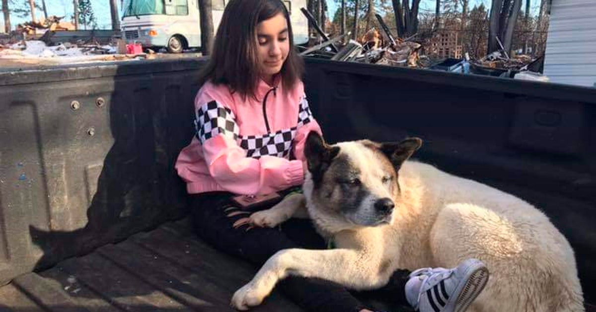 Dog Lost During California Wildfire Reunites With Family 101 Days Later ...