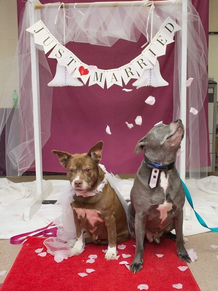 animal-shelter-throws-senior-dogs-adorable-wedding-so-they-can-get-adopted-together