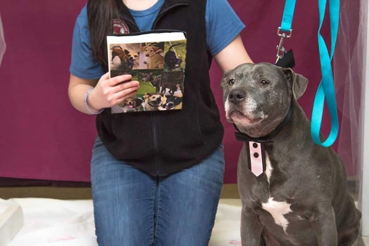 animal-shelter-throws-senior-dogs-adorable-wedding-so-they-can-get-adopted-together