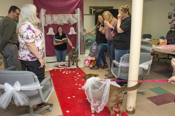 animal-shelter-throws-senior-dogs-adorable-wedding-so-they-can-get-adopted-together