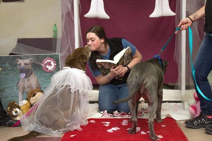 animal-shelter-throws-senior-dogs-adorable-wedding-so-they-can-get-adopted-together