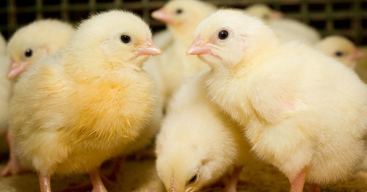 145,000 People Are Calling On Tesco To Improve Its Chicken Welfare ...