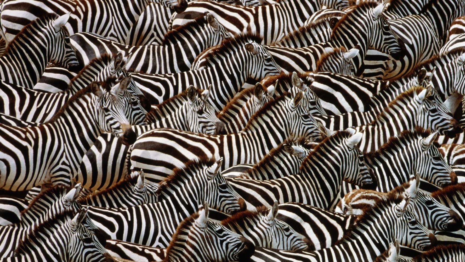 얼룩말 zebra