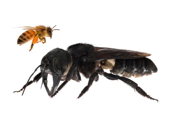 生きたウォレス巨大蜂の初公開写真のうちの1枚。左に写るヨーロピアン・ミツバチの約4倍のサイズ