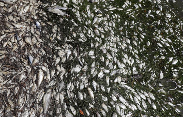 Dead fish appear near Bradenton Beach, Florida, in August 2018. A National Wildlife Federation executive said he was stunned when he took a boat ride to survey the effects of red tide in the Gulf of Mexico to find that the toxic algae bloom has overrun Florida’s southern Gulf Coast. 
