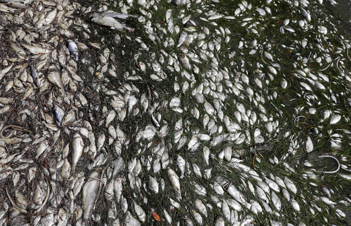 Dead fish appear near Bradenton Beach, Florida, in August 2018. A National Wildlife Federation executive said he was stunned