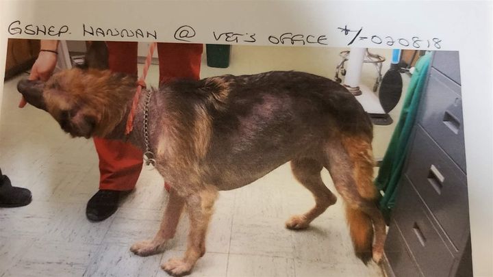 A photo of Hannah, an allegedly abused German shepherd, used as a piece of evidence in an animal abuse case in Hartford Community Court. A former dog groomer was accused of denying the dog food and failing to get a skin disease treated for more than a year, which caused Hannah’s fur to fall out, some of it permanently. Photo is courtesy of the Hartford state attorney’s office. 