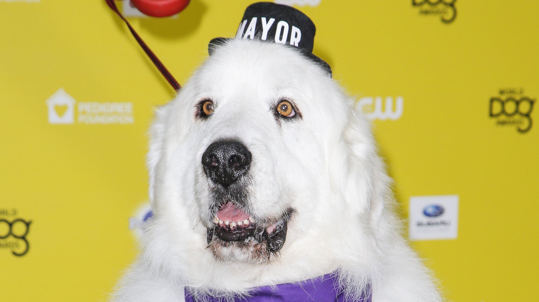 What City Has A Dog For Mayor what-city-has-a-dog-for-mayor
