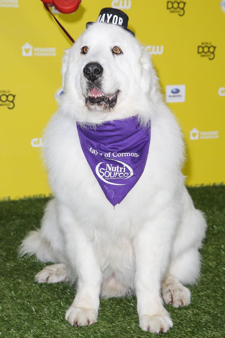 Duke poses at the 2015 World Dog Awards in Santa Monica, California.
