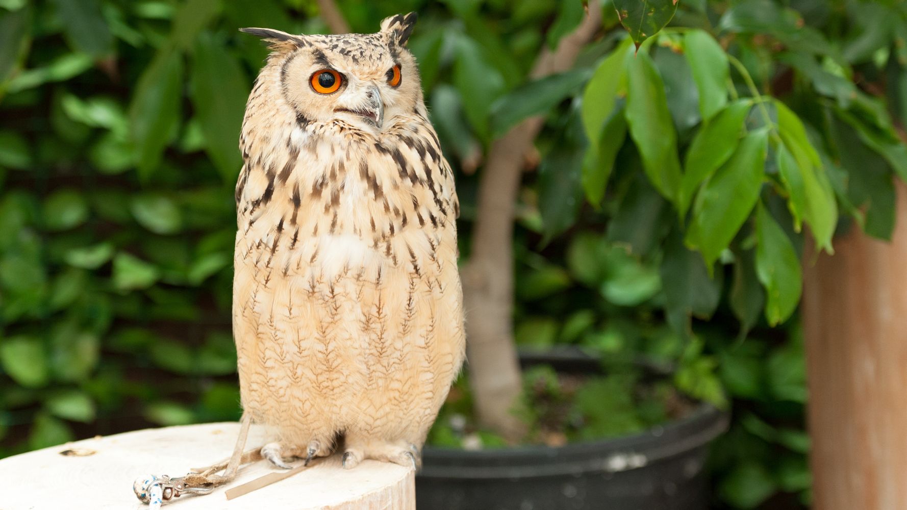 杉並のミミズク死亡 飼い主が確認 うちのミミちゃんに間違いない ハフポスト