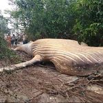 Πώς μια νεαρή φάλαινα πέθανε στη ζούγκλα του