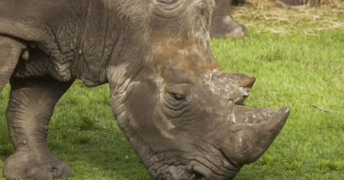 Zookeeper In Florida Hospitalized After Being Injured By Rhino's Horn